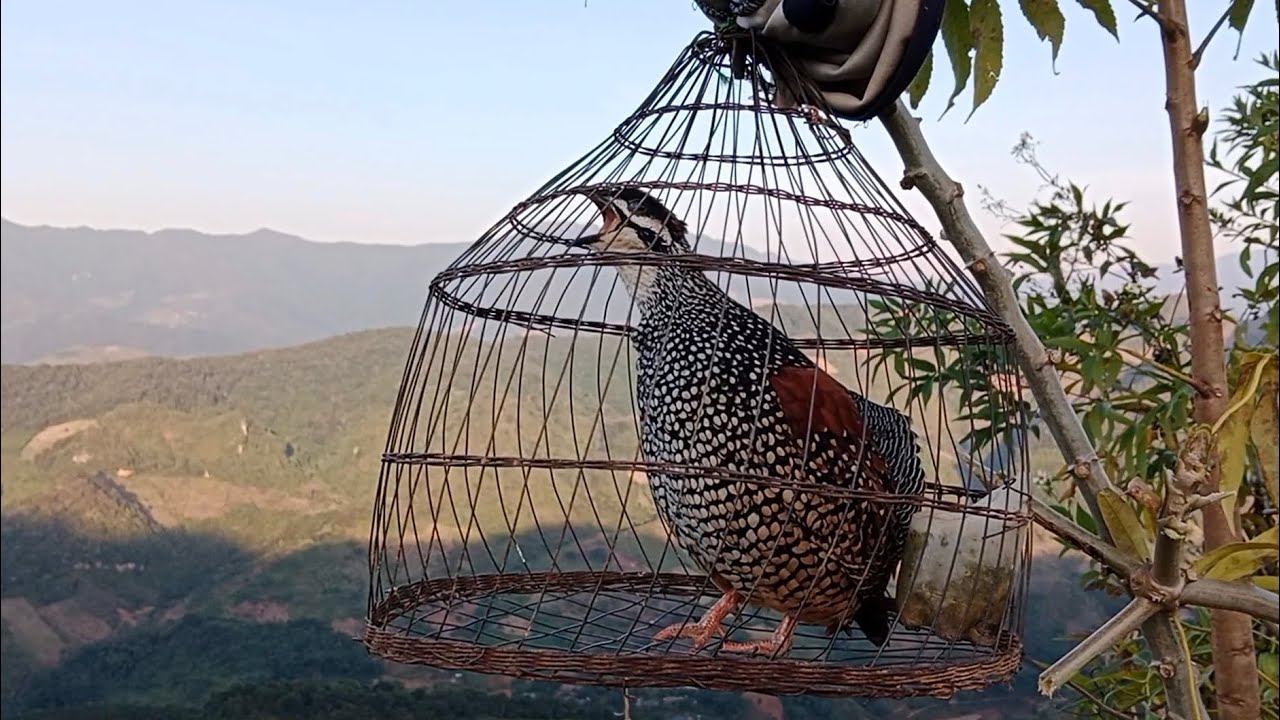 Đa đa thuần tóc cò kèm gáy kích bổi EP 24// suab noog qua zoo dib#cheoluahotdau