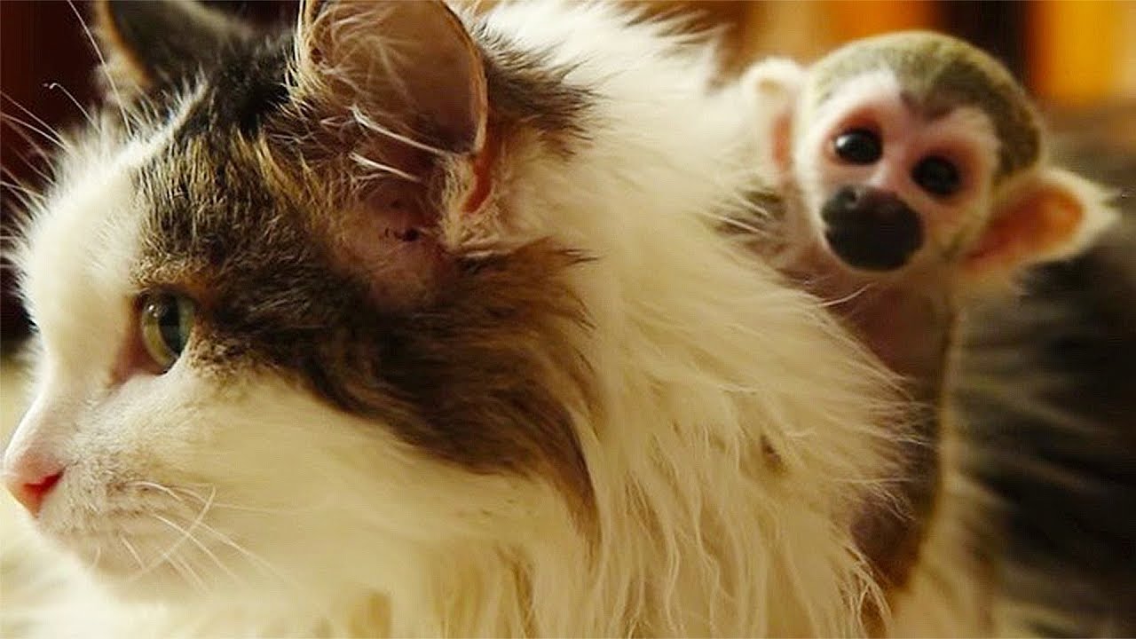Cats Adopt other Animals Babies! - Cute Cats Compilation 2018
