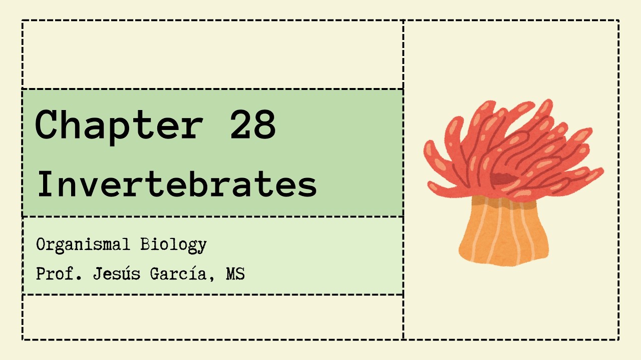 Ch 28 - Invertebrates pt 2