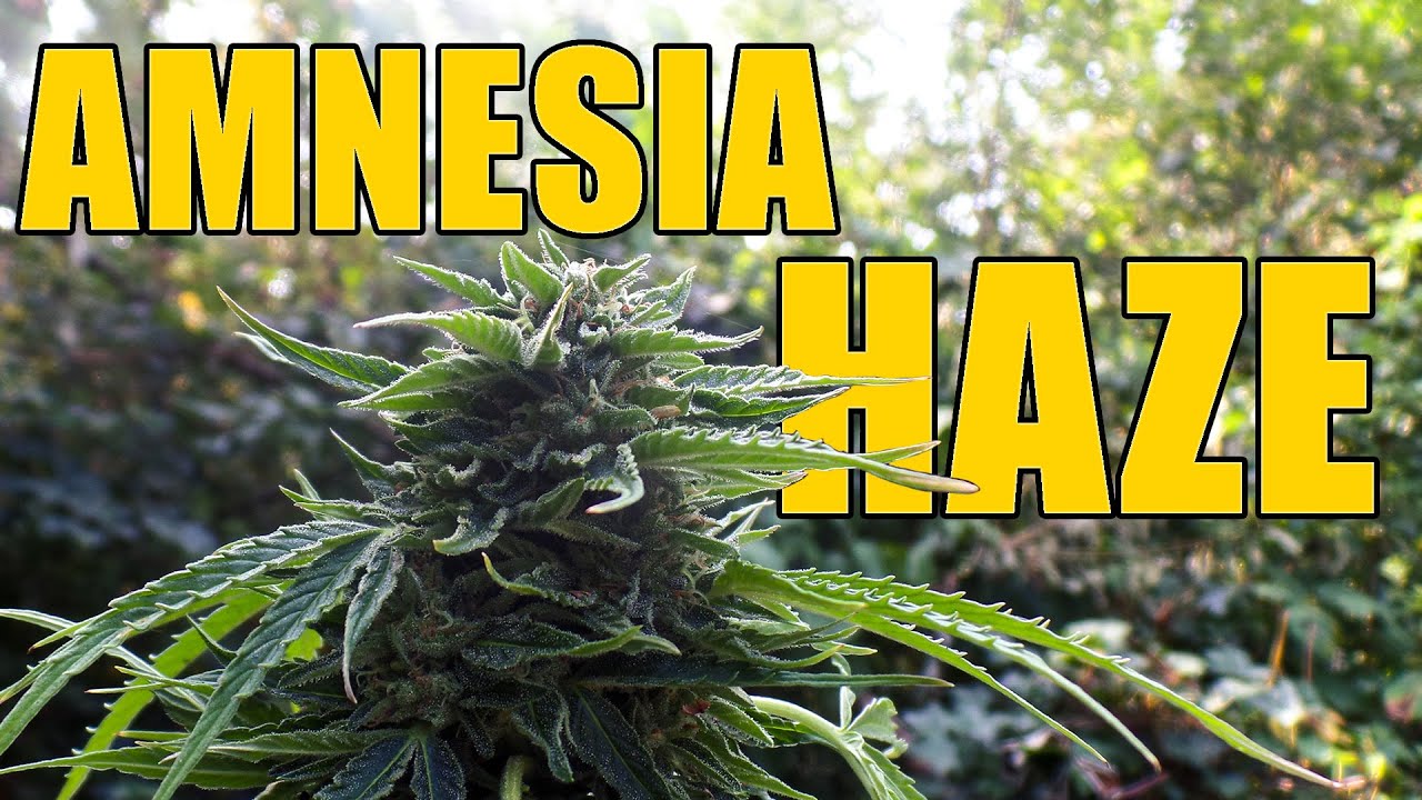 Amnesia Haze Automatic Guerilla Grow