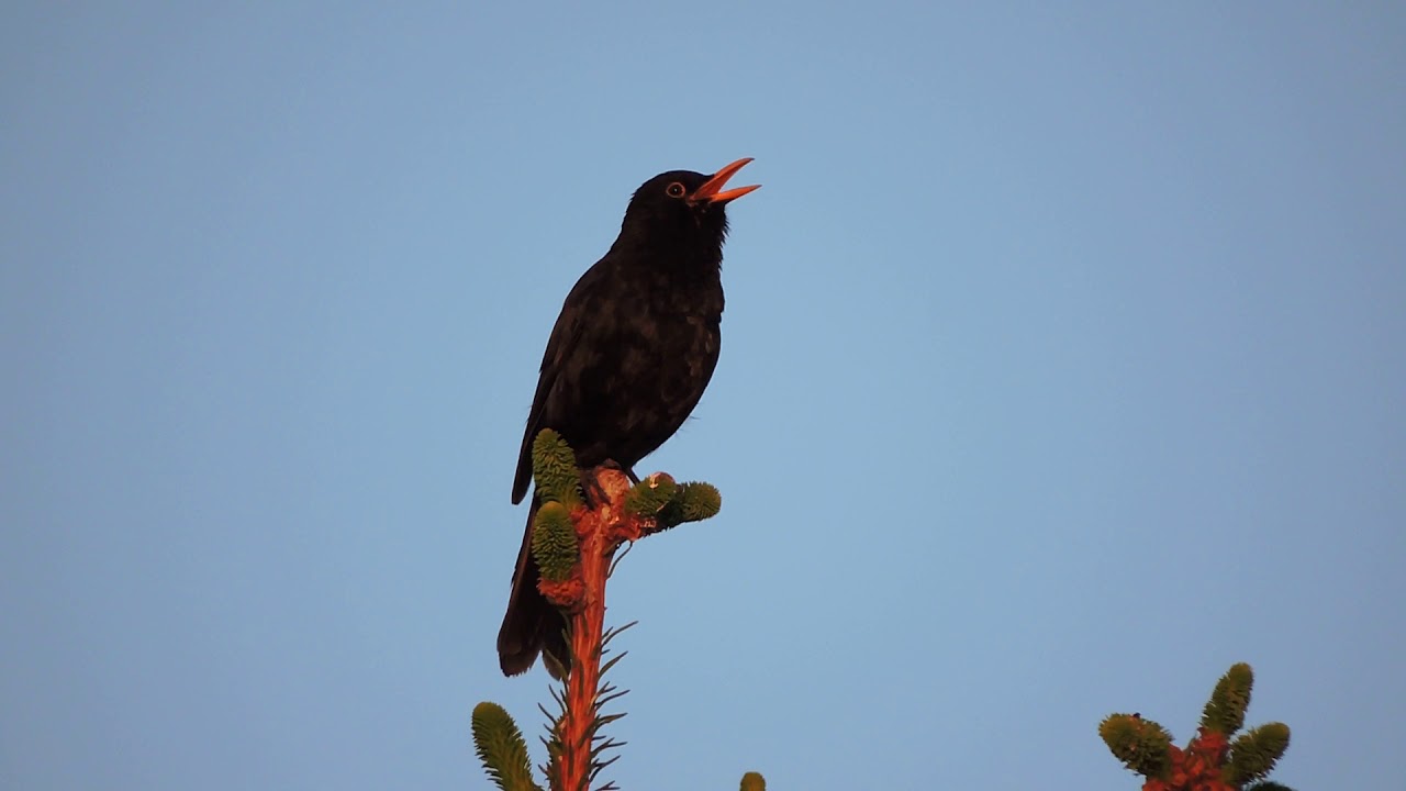 Amsel Gesang