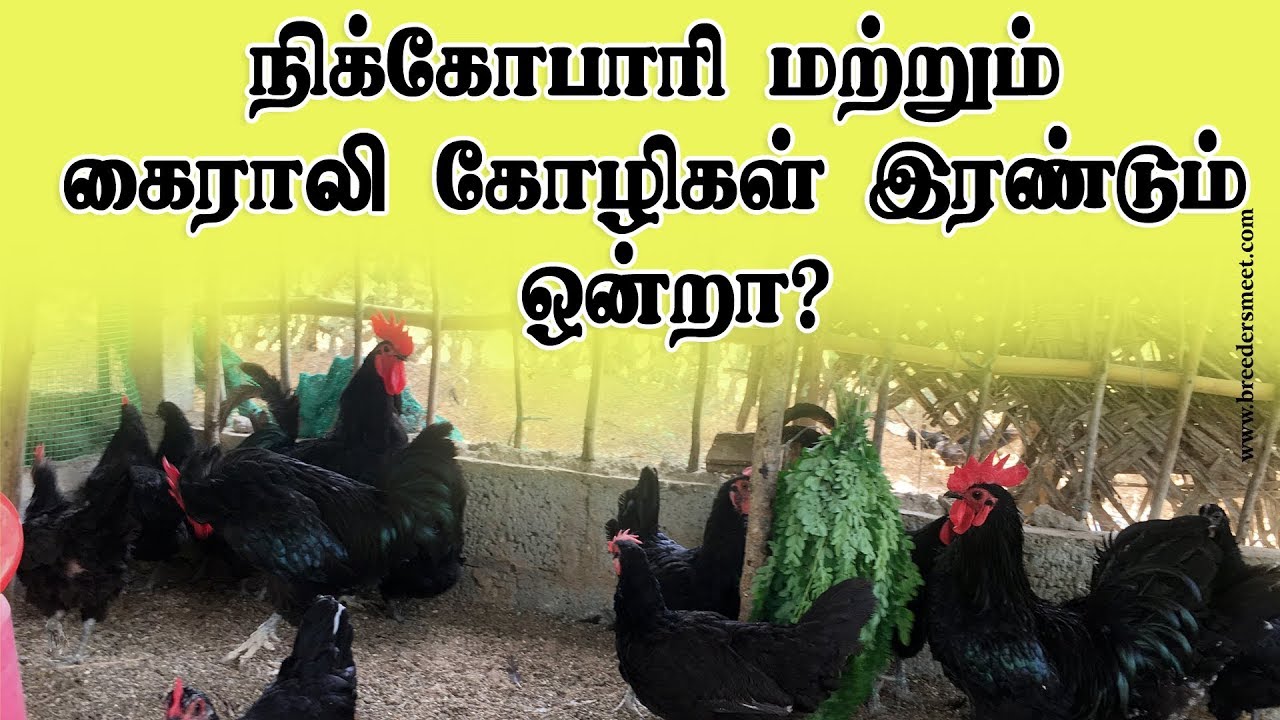 நிக்கோபாரி மற்றும் கைராலி கோழிகள் இரண்டும் ஒரே இனமா