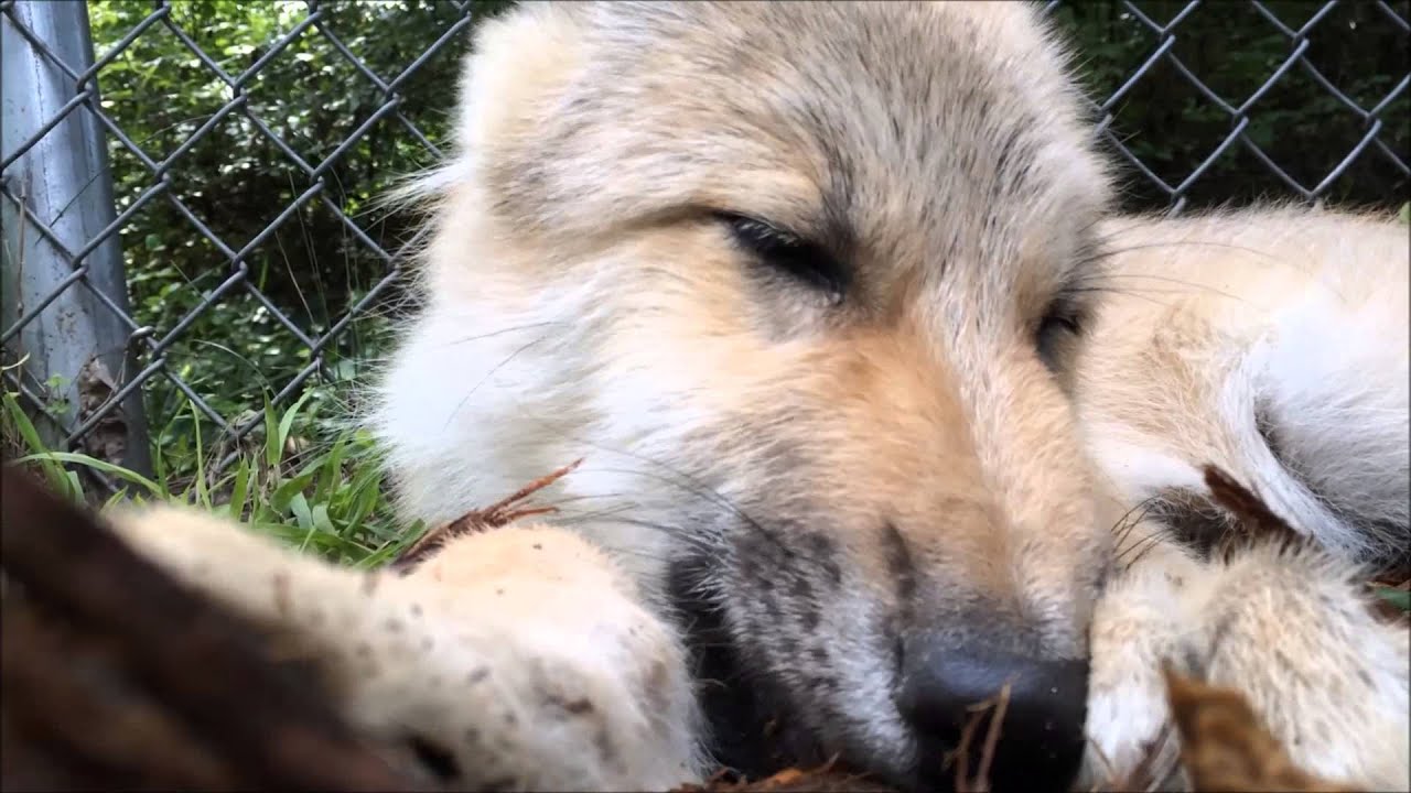 Woody Wolf Pup