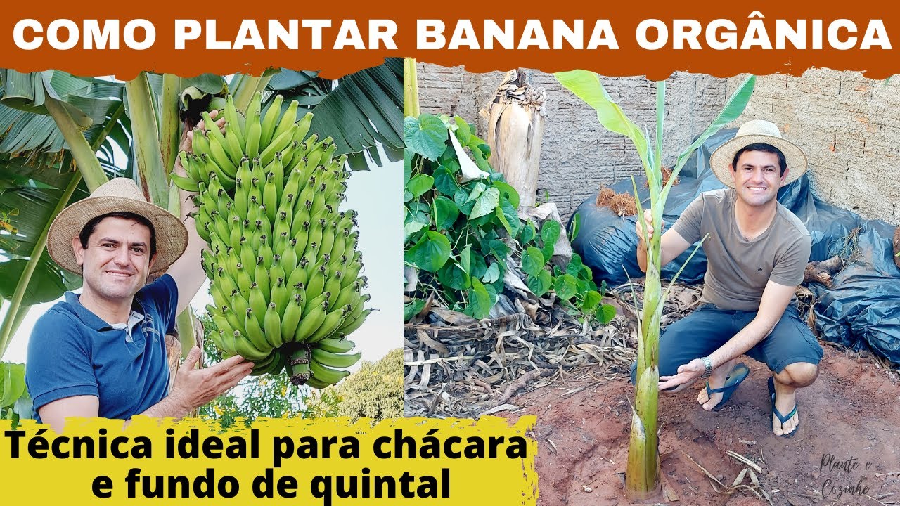 COMO PLANTAR BANANA ORGÂNICA E PRODUZIR MUITAS FRUTAS. IDEAL PARA FUNDO DE QUINTAL E CHÁCARAS (Ep42)