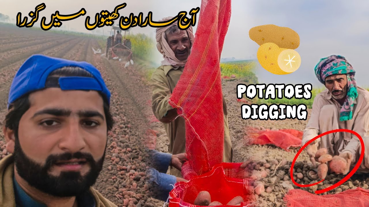 Aj bhi Sara din potatoes ki khudai main lag gaya 🥔 | labour b preshan 🥹 | potatoes digging 