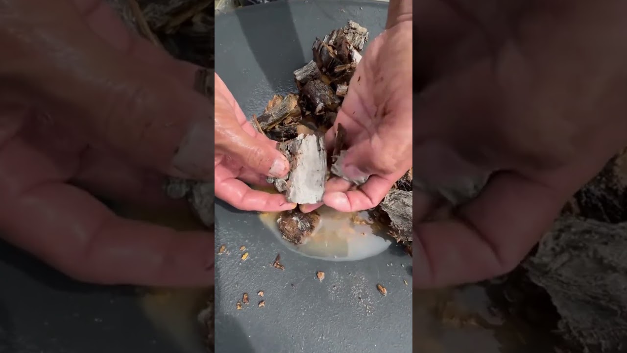 Old Fossil Turns Into REAL GOLD! Gold Panning Treasure Discovery
