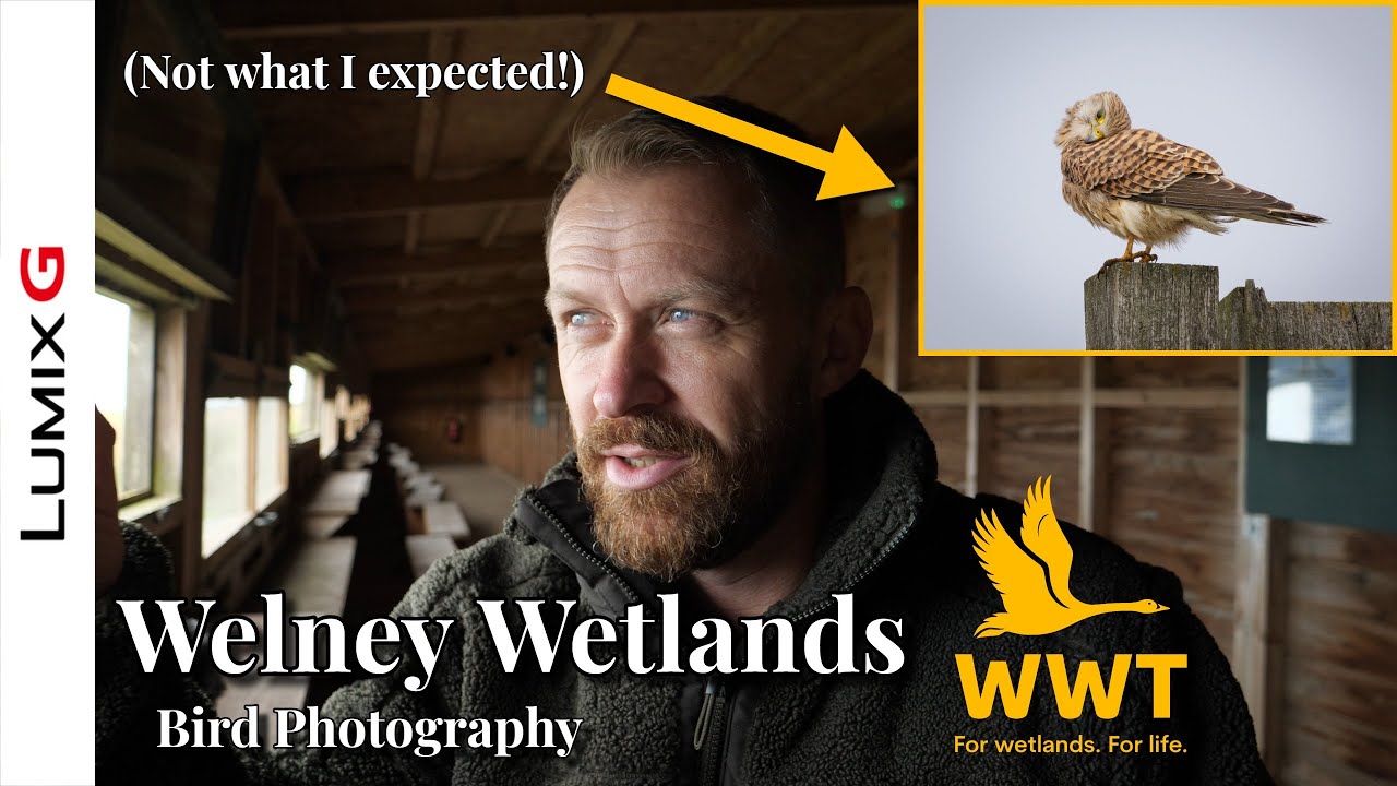 Фотосъемка птиц в парке WWT Welney с помощью Lumix G9II — потрясающая дикая природа водно-болотны...