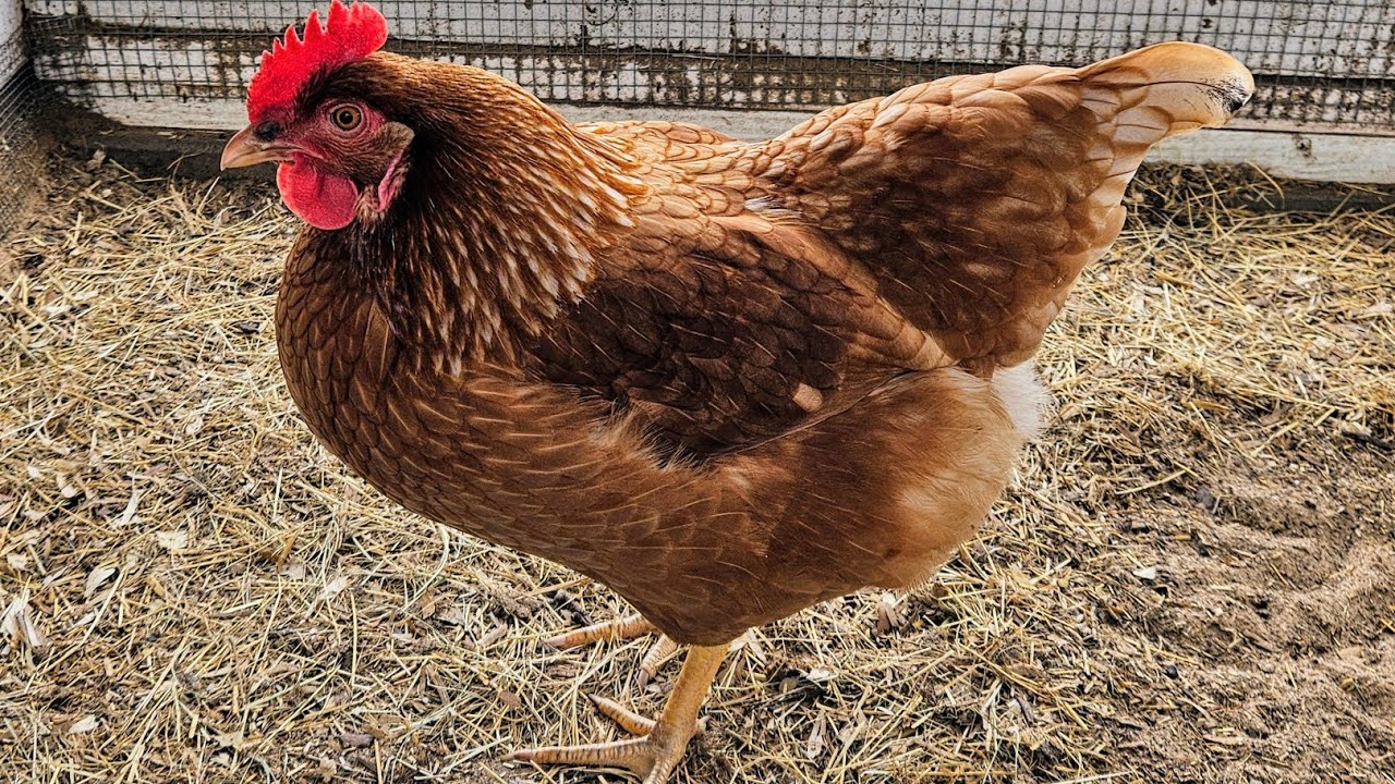 Large Brown Egg Super Layers - Red Star Hens!