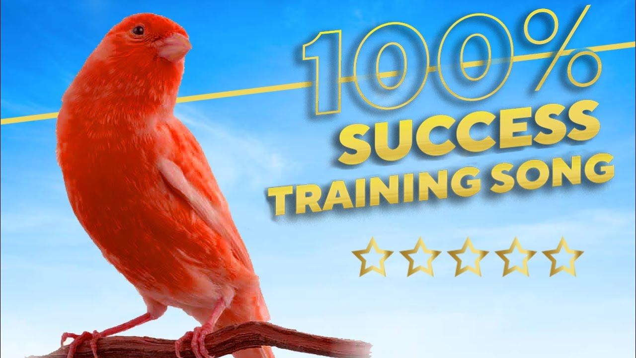 Canary 12h The Best Training Song