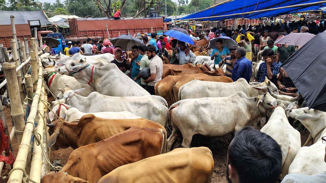 আজ শনিবার গরুর দাম নিয়ে ভিডিও || 2025 GOREHAT COW VIDEO TARAFDAR VLOG