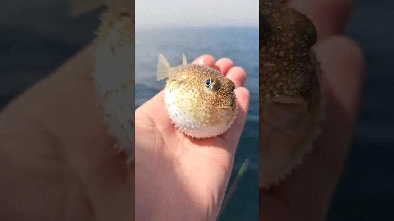 incredible animal transformation !!