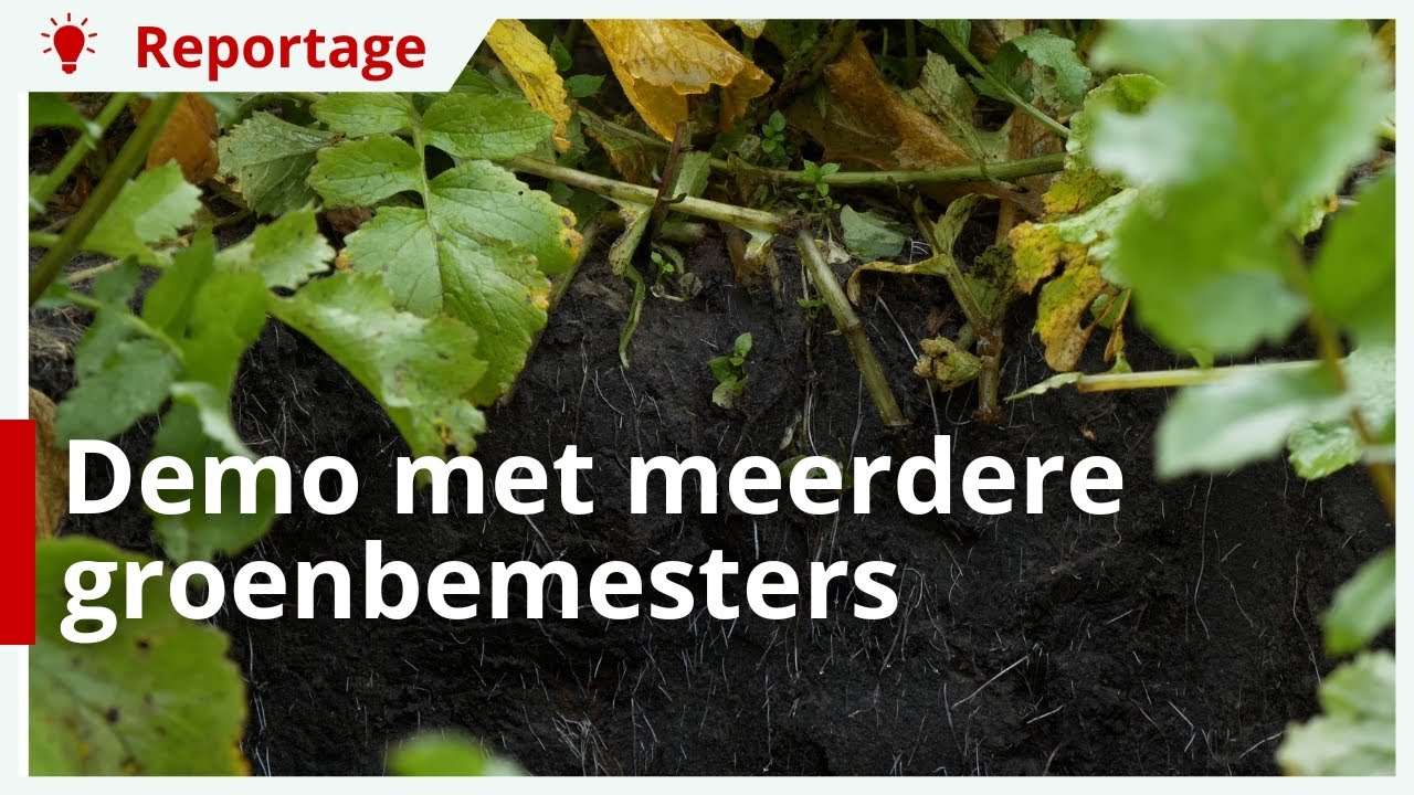 Velddemo met 7 verschillende groenbemesters