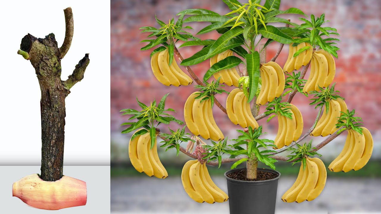 Let's To See How i Grafting Banana Flower With Mango Tree To Produce The Most Fruit in a Short Time