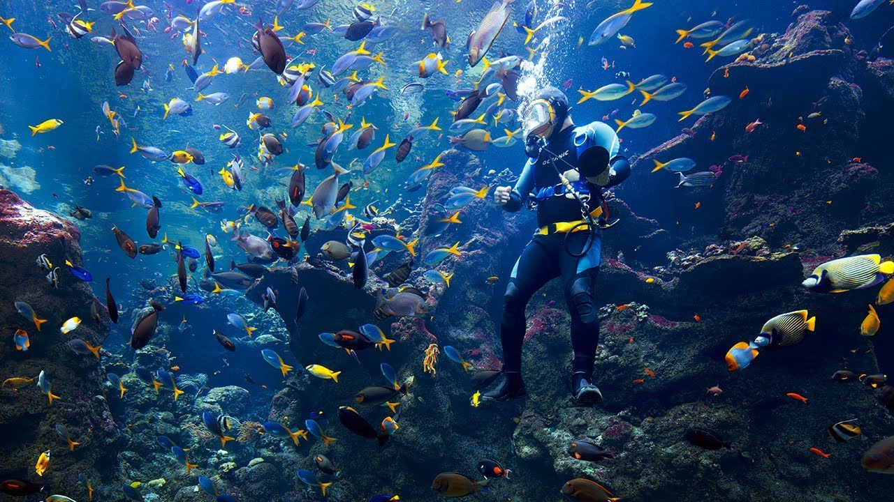 Live Coral Reef Cam | California Academy of Sciences