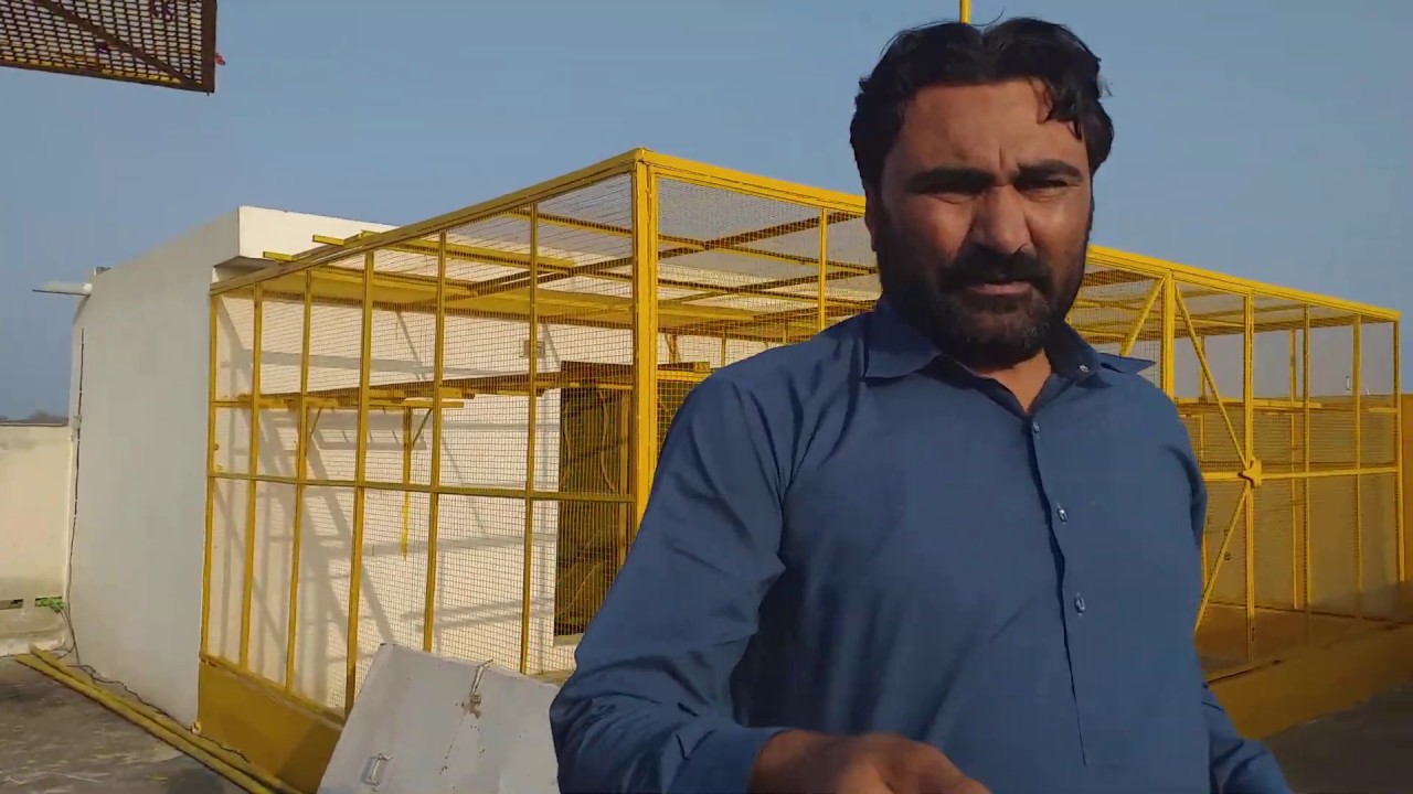 New babys pigeons flying 2020 || Gillani pigeons group ||