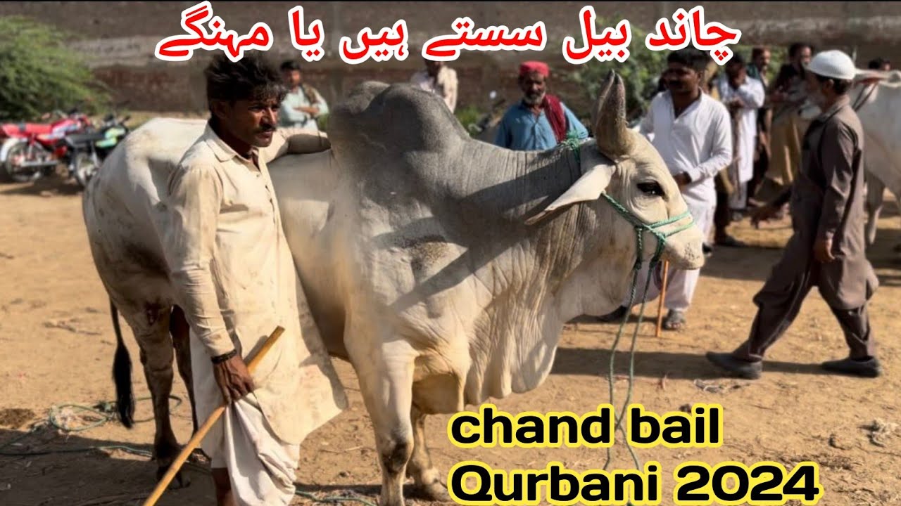 Low And High Rang Chand Bail || Tando Sain Dad Chand Bail Mandi || Chand Bull 2024 || Mandi Update