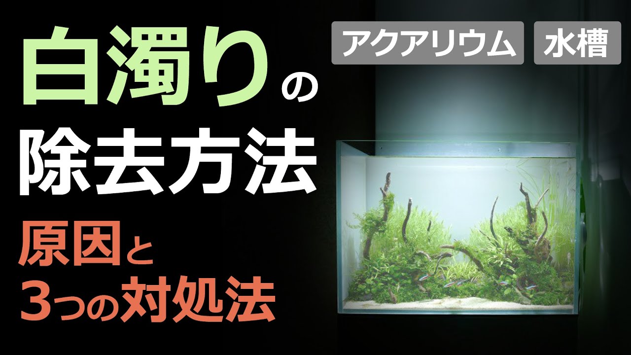 水槽の白濁りを除去する方法とは！？濁りの原因と透明度を上げる対策！