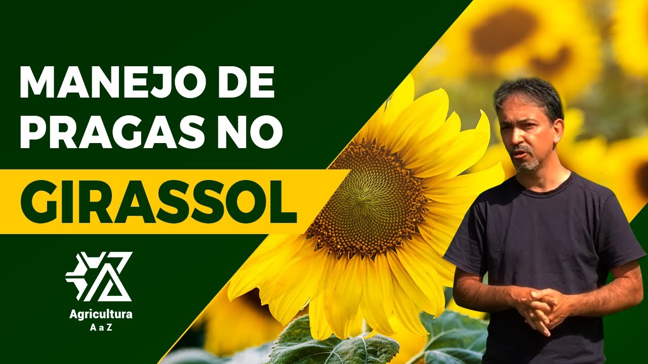 Manejo de Pragas no Girassol: Segredos Para Produzir Sem Prejuízo! - com Lessando Gontijo