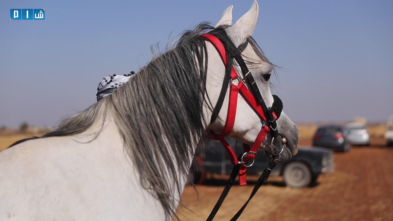 سباق للخيول العربية الأصيلة في مدينة بنش
