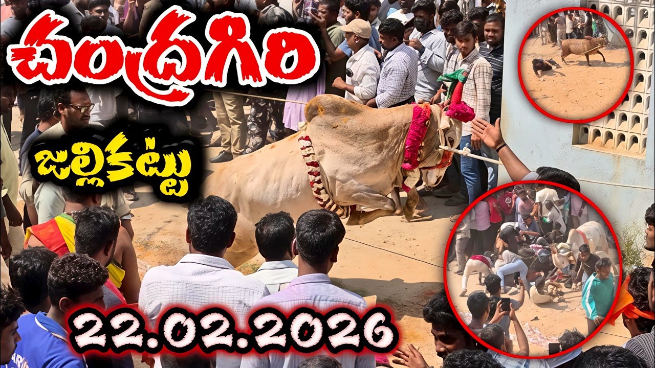 చంద్రగిరి పశువులపండగ 🔥 22.02.2026 🔥Chandragiri Jallikattu Full video 💥