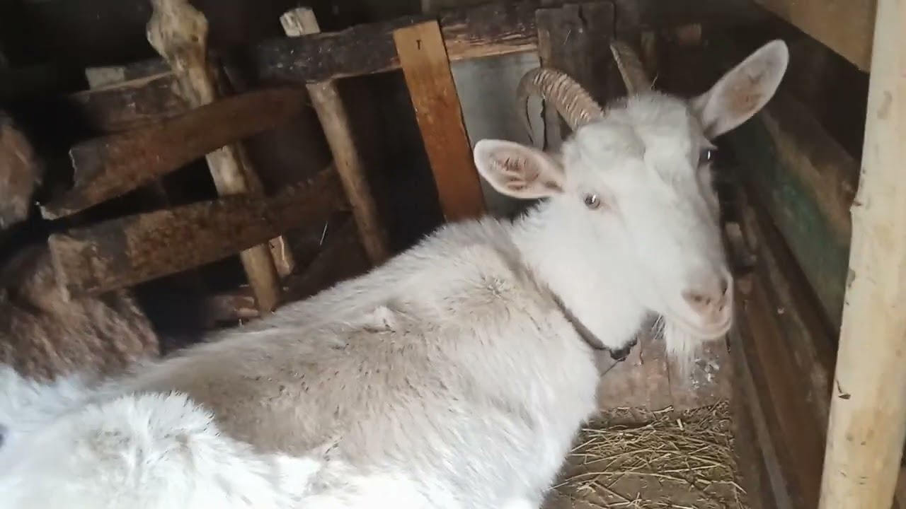 Як вибрати молочну козу