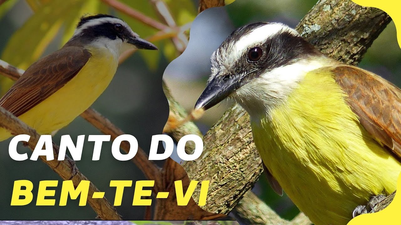 P&Aacute;SSARO BEM TE VI CANTANDO MUITO NA NATUREZA