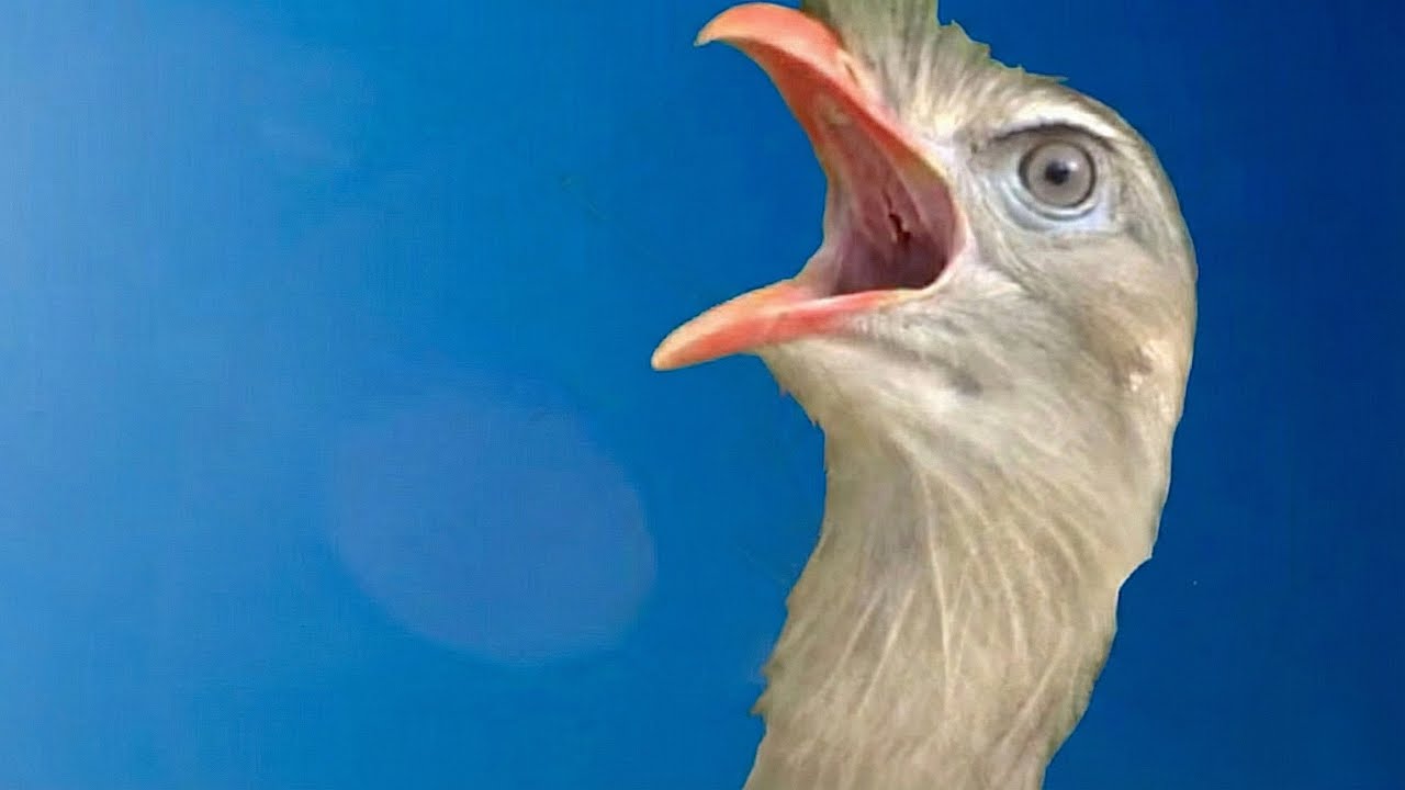 Пение птиц Сириема