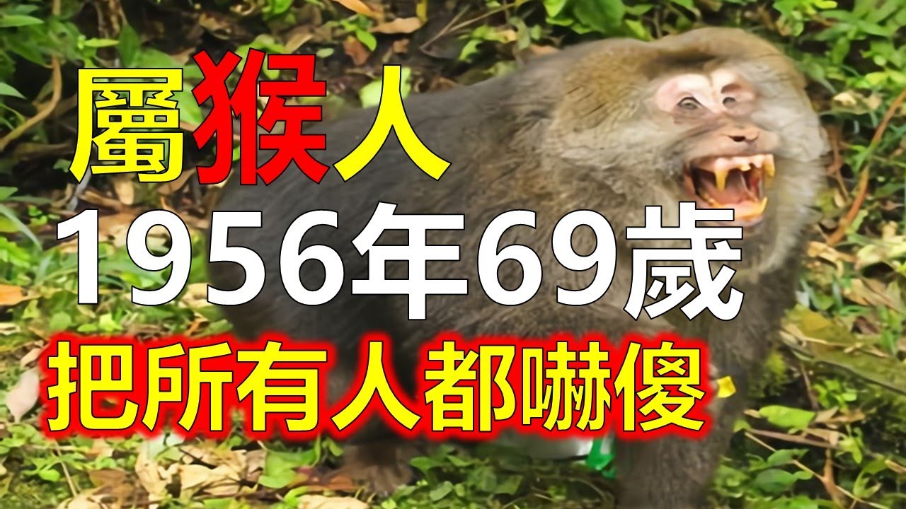 1956年屬猴人今年69歲 丙申年生，性格特點曝光，把所有人都嚇傻！他們外表隨和，內心卻隱藏驚人的一面！屬猴人的這些性格，決定了他們一生的財富和命運！#生肖運勢 #生肖 #十二生肖