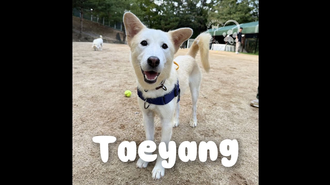 Meet Taeyang❤️ / #adoptmekoreanrescue #rescuedog 