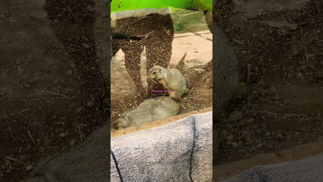 ✨💁 Prarie Dog , Marmos ,  Coypu Rat #park #trending #shortfeed #ytshorts #video