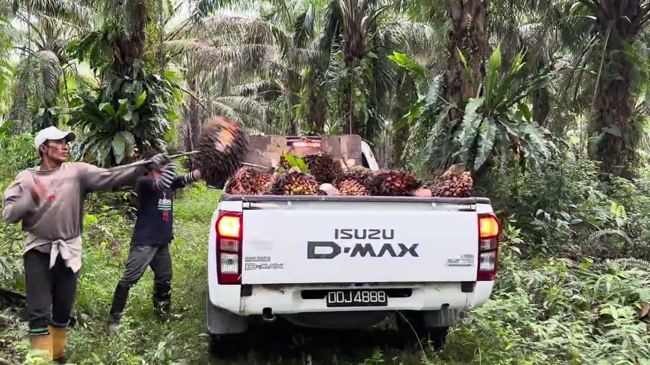 Isuzu Dmax -Angkat Buah Kelapa Sawit