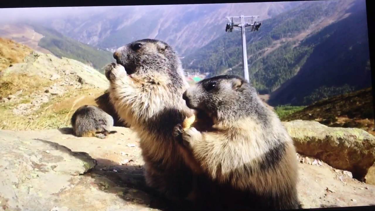 Murmeltiere in Saas Fee (Wallis, Schweiz)
