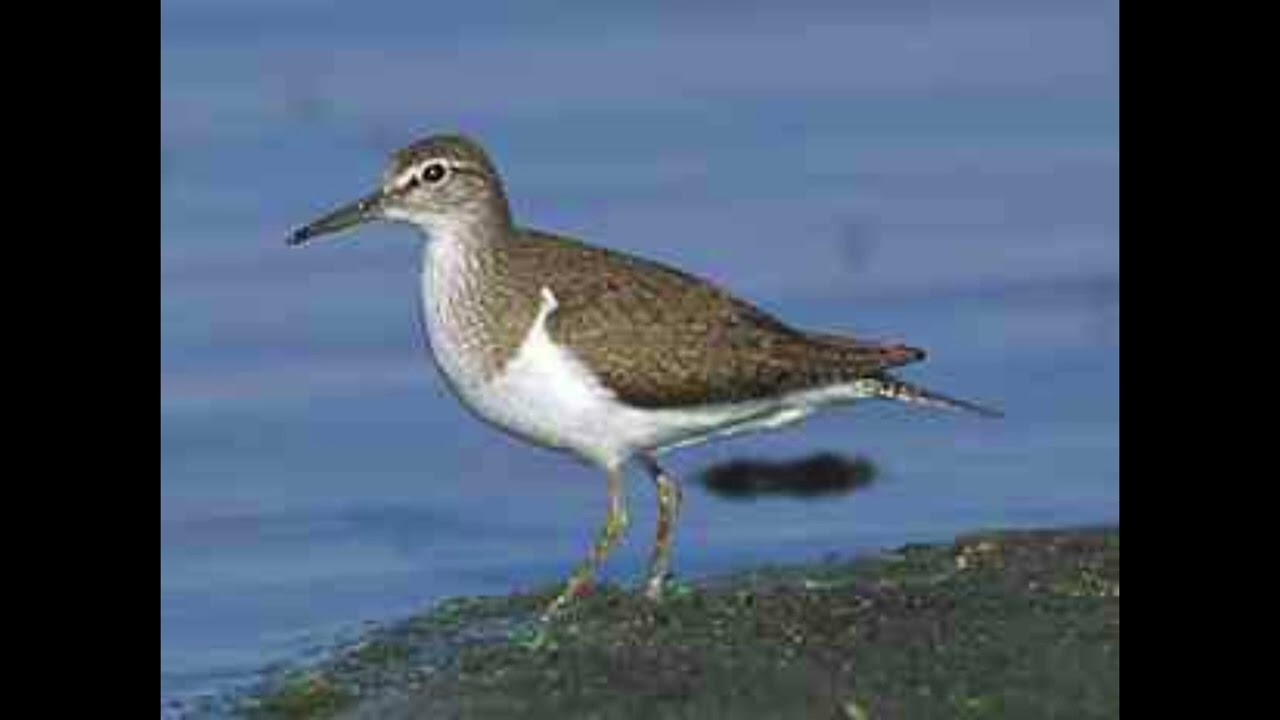 Common Sandpiper Bird Call