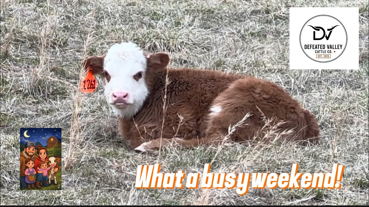 Winter Burn Pile & Evening Chores