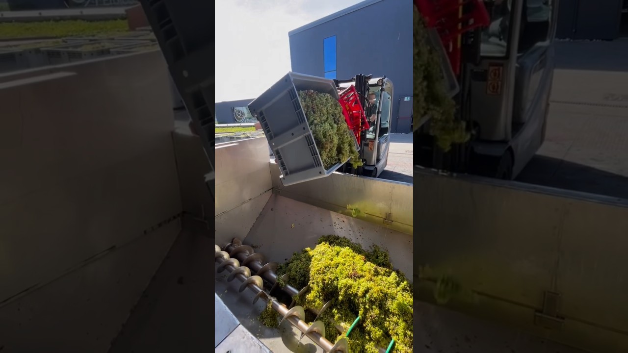 Let's crush some grapes! 🤩🍇🎥➡️@andreola_valdobbiadenedocg #grape #harvest #crushing #winemaking