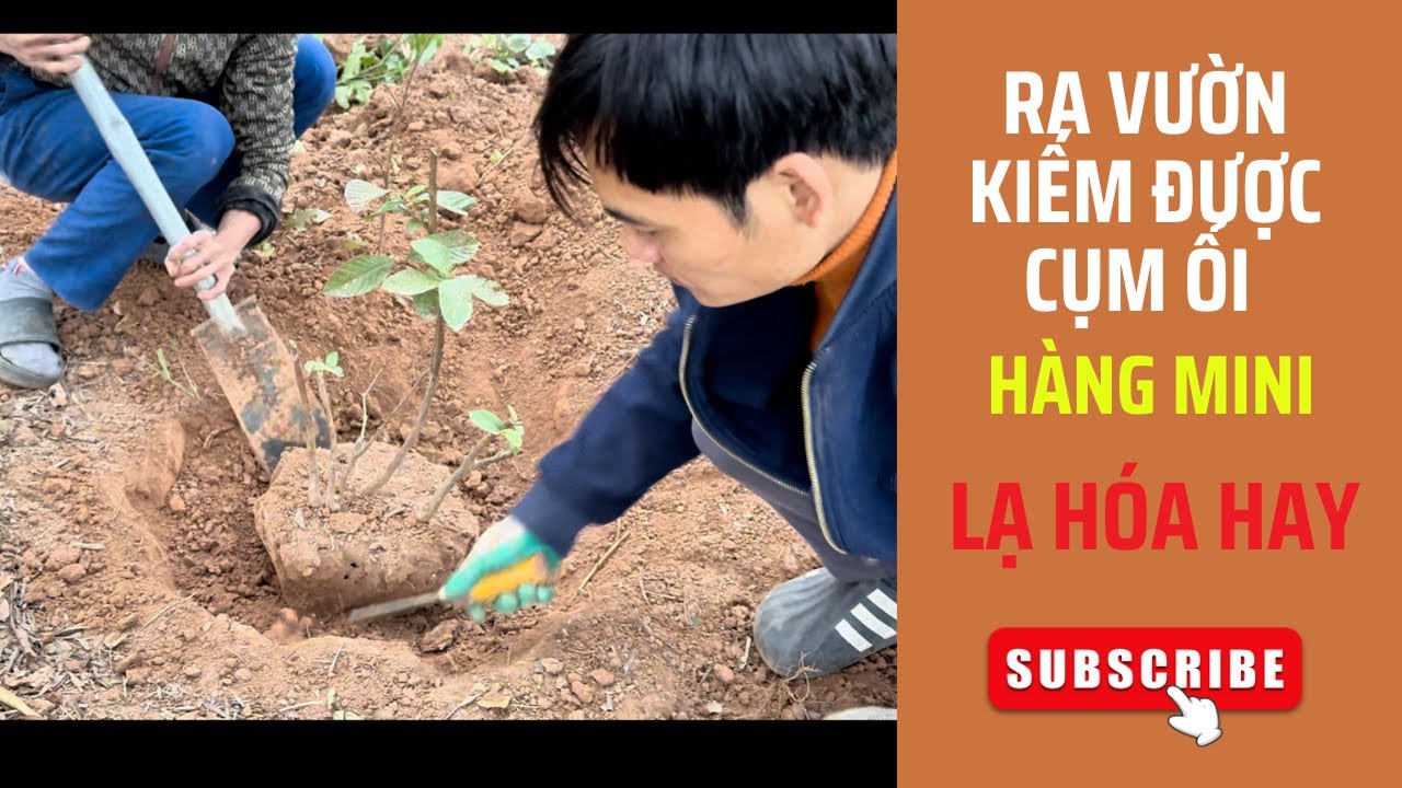 Quà Tặng Của Chim. May Mắn Vớ Được Cụm Rừng Mini Bằng Ổi Ăn Quả Từ Vườn Bỏ Không