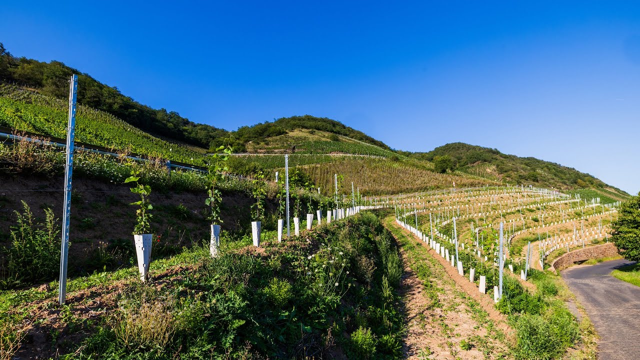 Steillagenweinbau quer zum Hang - Querterrassenbau an der Mosel