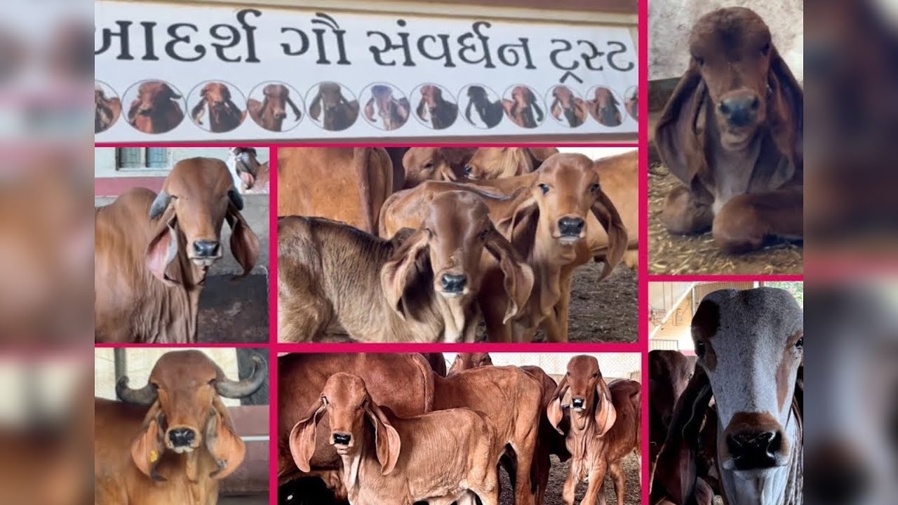 👉Best gir cow collection shree Adarsh gir gaushala #cow #bull #breeding #farming #gaushala