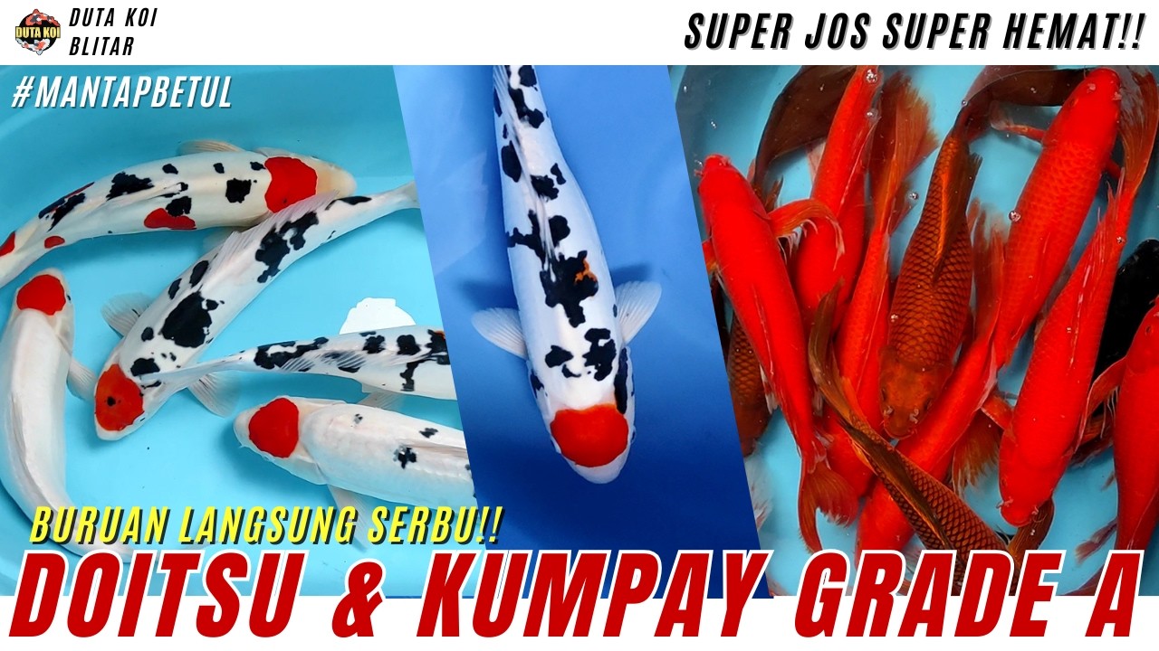 CIAMIK BETUL BOSKU!! KOI GRADE A DOITSU & PENJINAK KUMPAY!! BURUAN SUPER JOS SUPER HEMAT!!