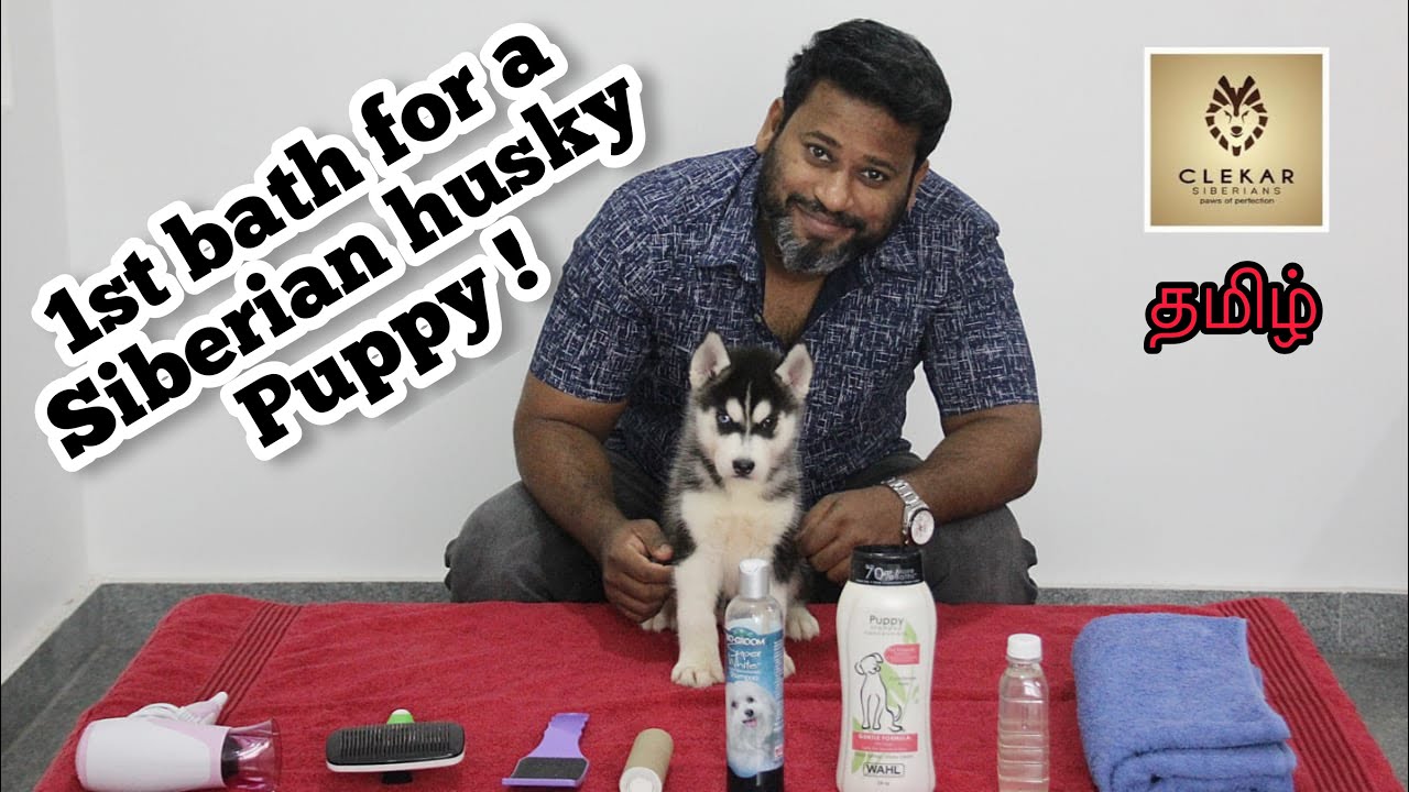 First bath for a SIBERIAN HUSKY puppy with grooming | Tamil