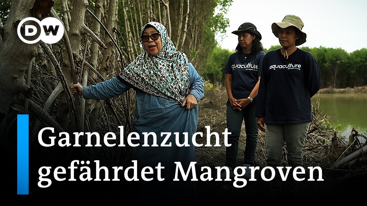 Indonesien: Garnelenzucht gefährdet Mangrovenwälder | Global Ideas
