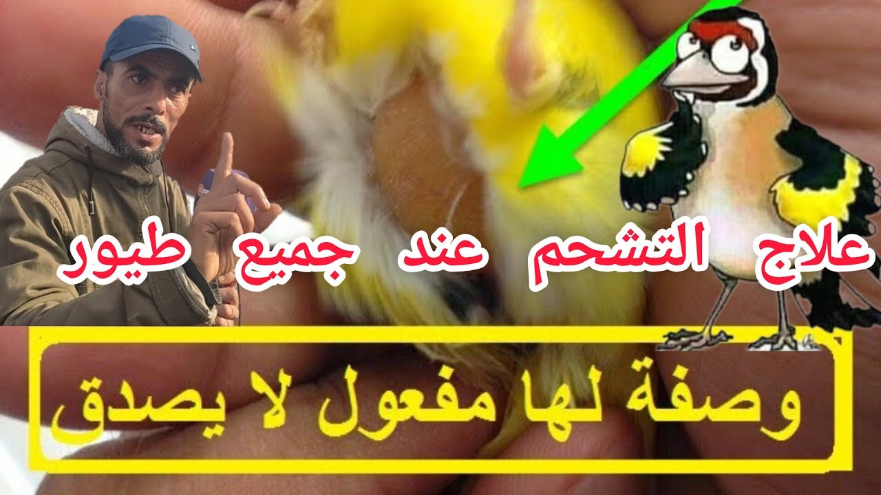 تخلص من تشحم طائر الحسون والكناري وجميع الطيور بمواد طبيعية ومجربة 100/100 وفرجة ممتعة