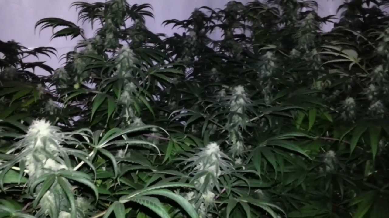 Indoor Marijuana Grow- Bubblegum, Pineapple Express, Island Fire, Trainwreck (1080p HD)
