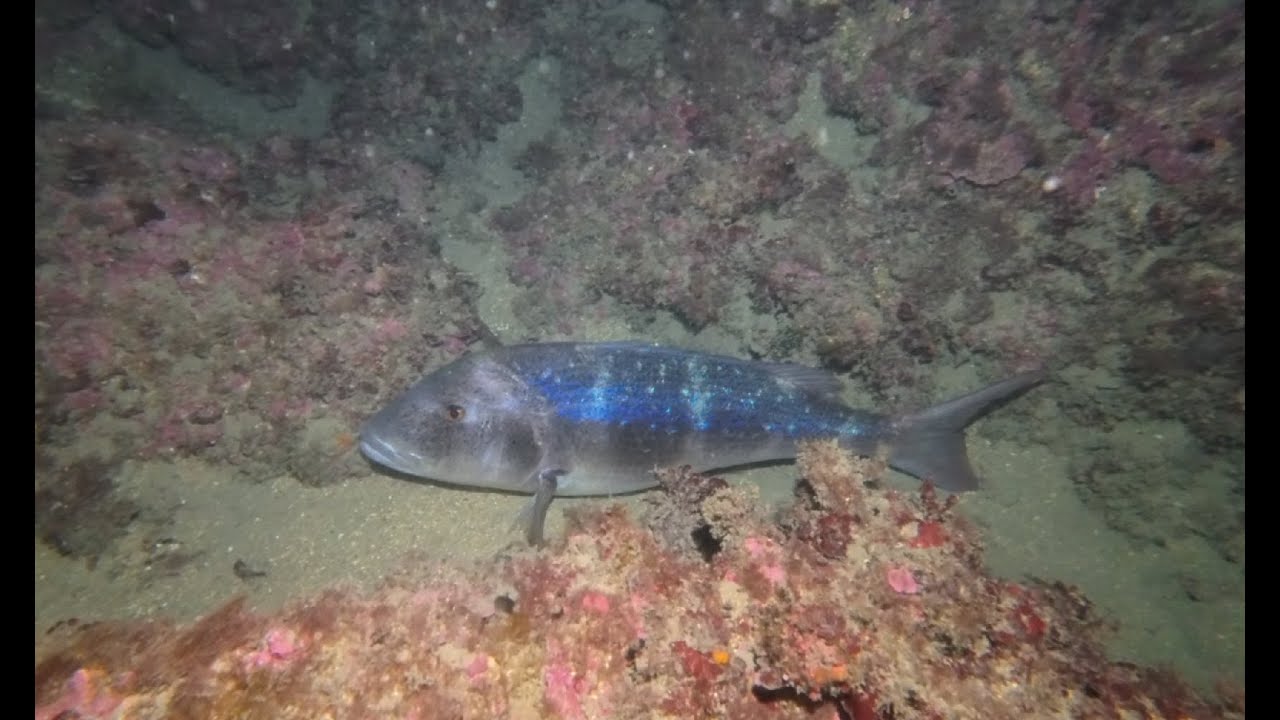 Diving Colera (Spain) - May 2025