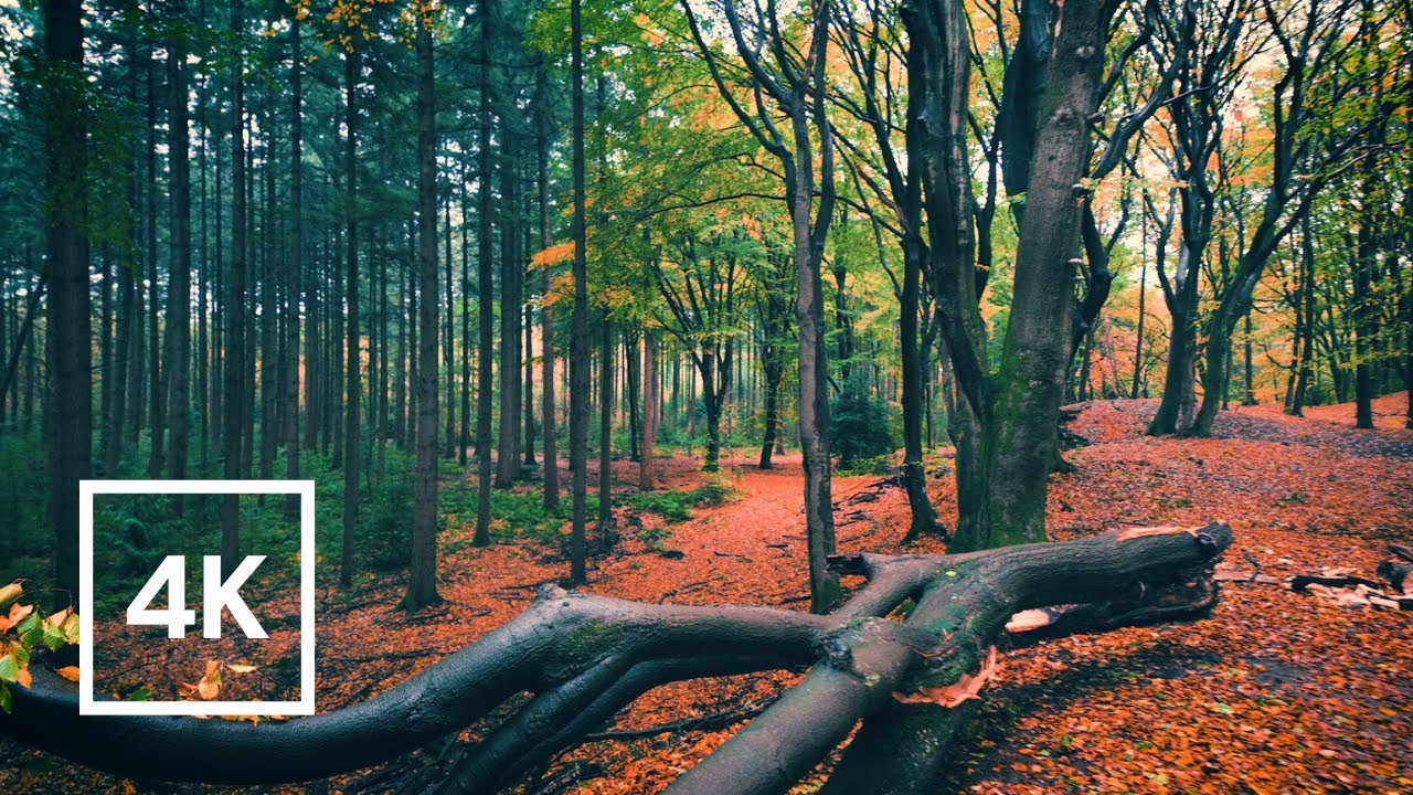 Ermelo - Netherlands 🇳🇱 2hr Rain Walk in most beautiful forest of the Netherlands