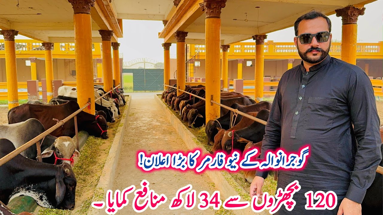 Masahallah Bachra(Cattle) Farm Jalal Balaggan Gujranwala Pakistan
