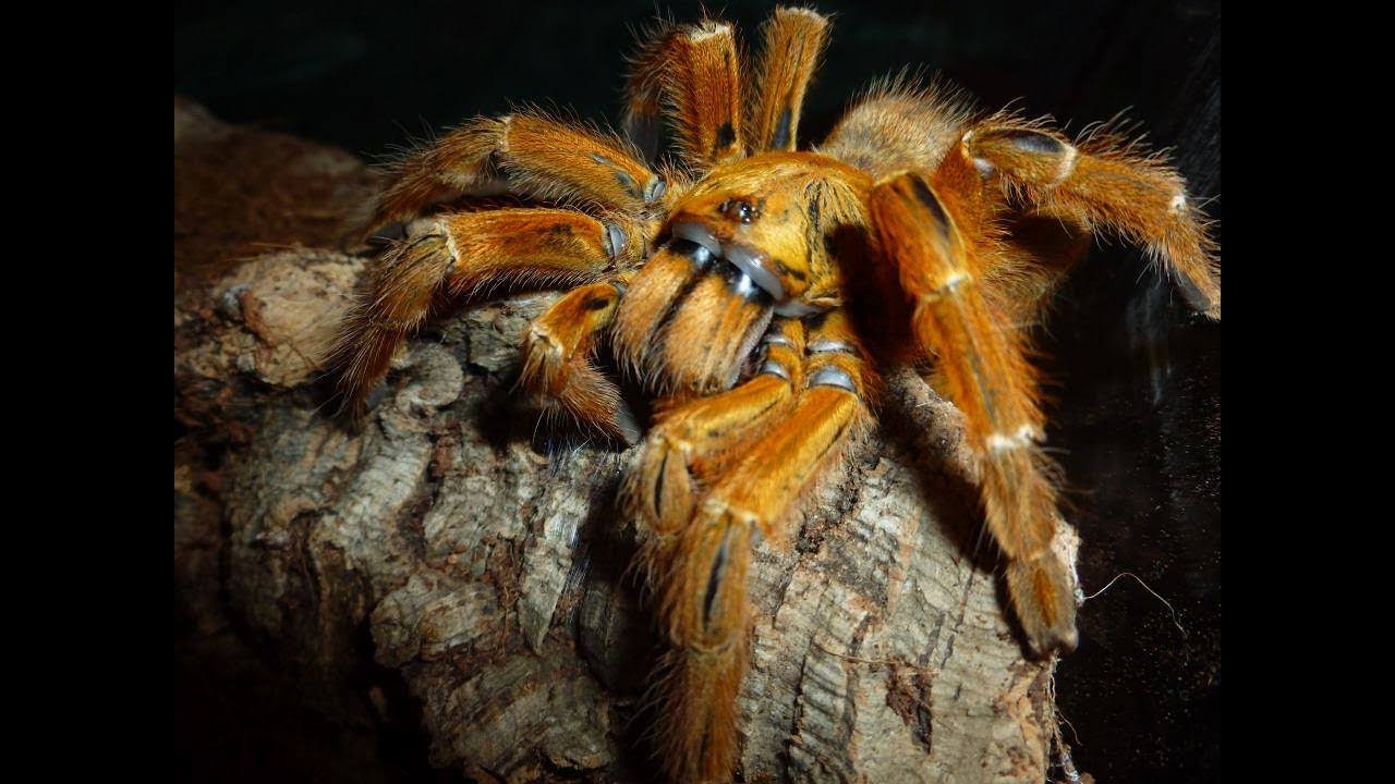 🕷 Unboxing 2 super angry tarantula! (OBT)