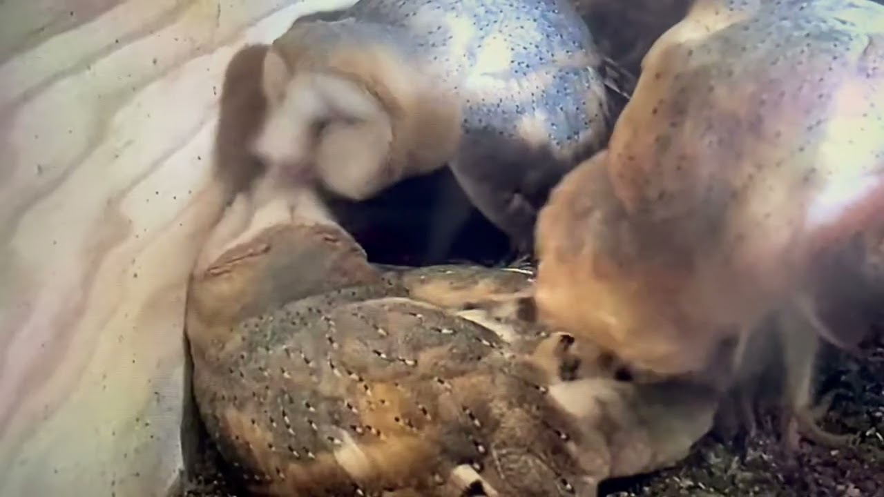 Preening time for the Barn owls 