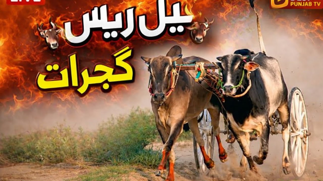 بیل ریس ڈھل ککہ نزد گلیانہ ضلع گجرات۔۔۔۔