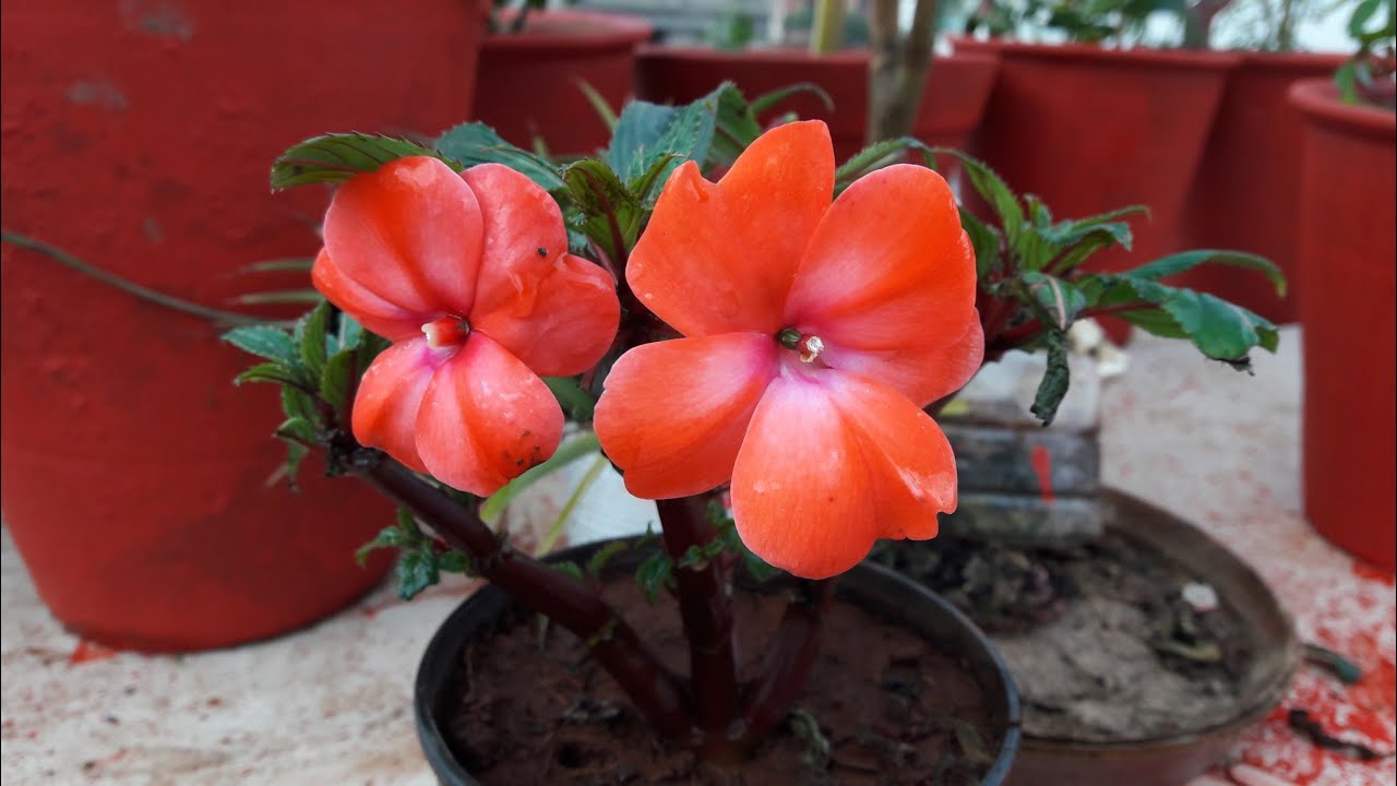 Care of Impatiens / Balsam Plant || How to Grow and Care Impatiens / Balsam Plant